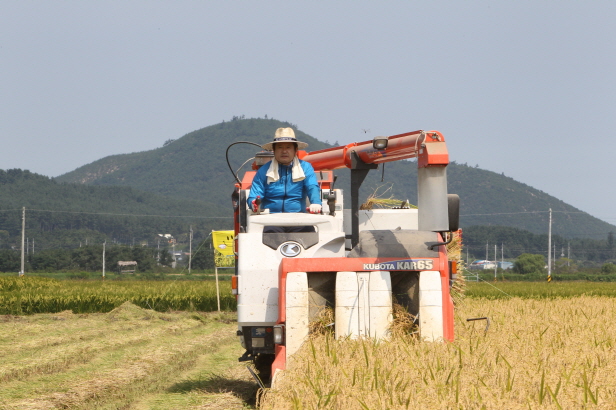 포항시 2012년 첫 벼베기 실시 참여!